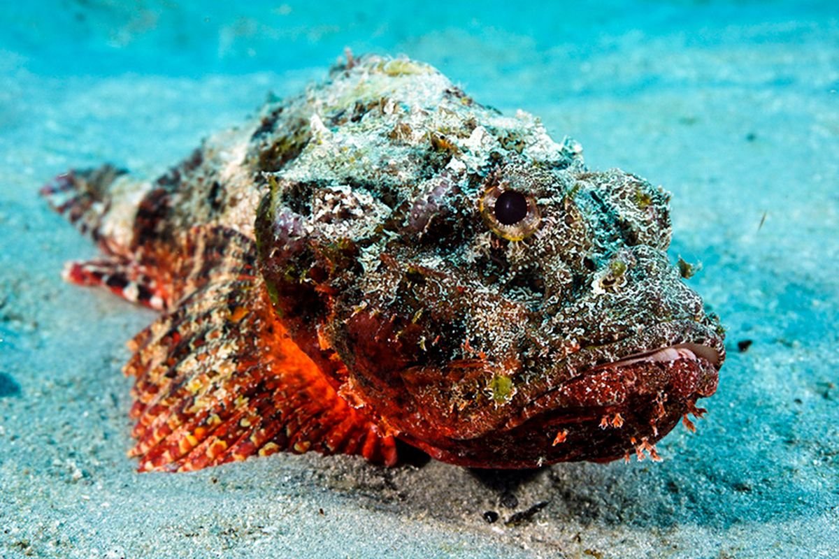 Ikan Paling Beracun untuk Dimakan: Daftar, Bahaya, dan Tips Aman Mengonsumsi Ikan Laut